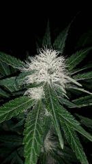 Floraison  35 (13)
