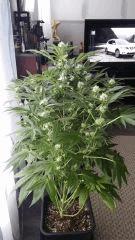 Floraison  34 (10)