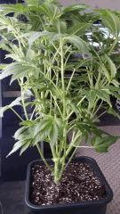 Floraison  23 (16)