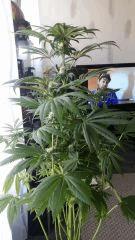 Floraison  43 (2)