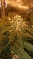 Floraison  50 (19)