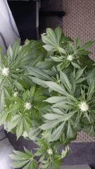 Floraison  35 (5)