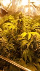 Floraison  59 (5)