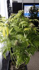 Floraison  64 (15)