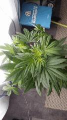 Floraison  17 (6)