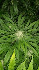 Floraison  44 (12)