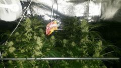 Floraison  47 (16)