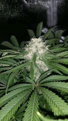 Floraison  53 (14)