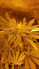 Floraison  40 (1)
