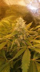 Floraison  59 (13)
