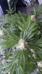 Floraison  52 (14)