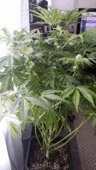 Floraison  38 (9)