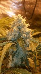 Floraison  50 (8)