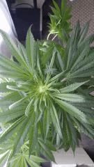 Floraison  25 (1)