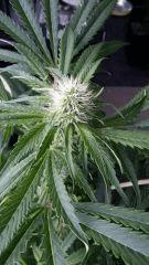 Floraison  31 (7)