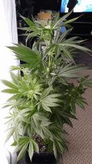 Floraison  28 (1)