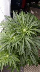 Floraison  28 (13)