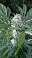 Floraison  43 (12)