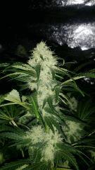 Floraison  41 (9)