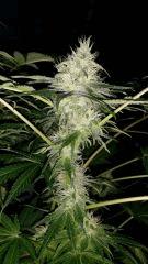Floraison  48 (23)