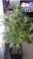 Floraison  32 (4)