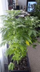 Floraison  36 (20)