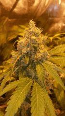 Floraison  59 (7)