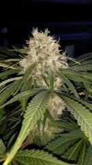 Floraison  58 (6)