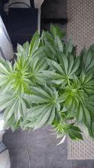 Floraison  20 (11)