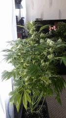 Floraison  43 (20)