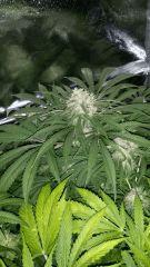 Floraison  57 (2)