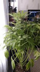 Floraison  39 (4)