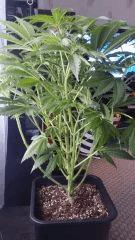 Floraison  19 (7)