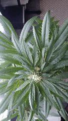 Floraison  43 (1)