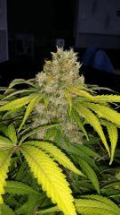 Floraison  70 (10)