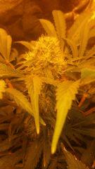 Floraison  50 (13)