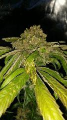 Floraison  67 (7)
