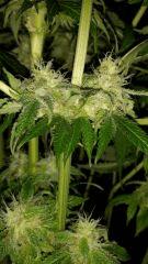 Floraison  62 (14)