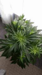 Floraison  16 (11)