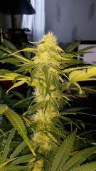 Floraison  35 (21)