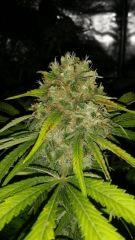 Floraison  69 (10)
