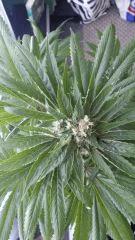 Floraison  52 (1)
