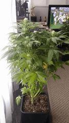 Floraison  38 (7)
