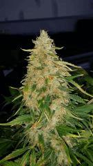Floraison  64 (6)