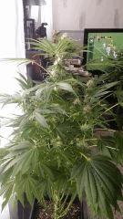 Floraison  38 (11)