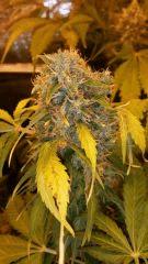 Floraison  66 (12)