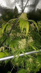 Floraison  65 (6)