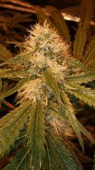 Floraison  40 (16)
