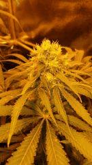 Floraison  60 (9)