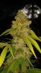 Floraison  67 (6)